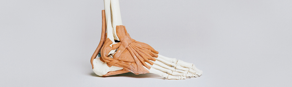 タカハラ整形外科クリニック スタッフコラム あなたの骨の健康状態は？～骨粗鬆症の予防・その後の運動が大切～