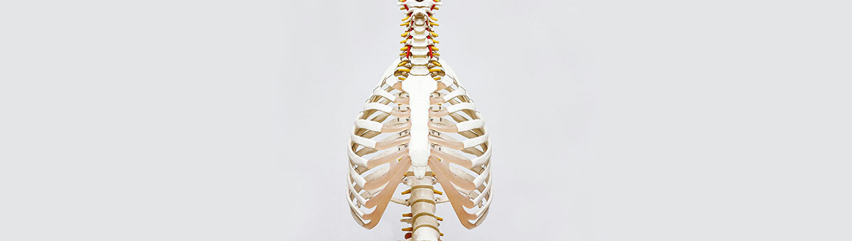 タカハラ整形外科クリニック 胸椎・胸郭の可動域と腰痛